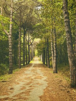 A serene dirt road lined with lush green trees in a peaceful forest.