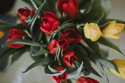 Free Close-Up Photo of Tulips Stock Photo
