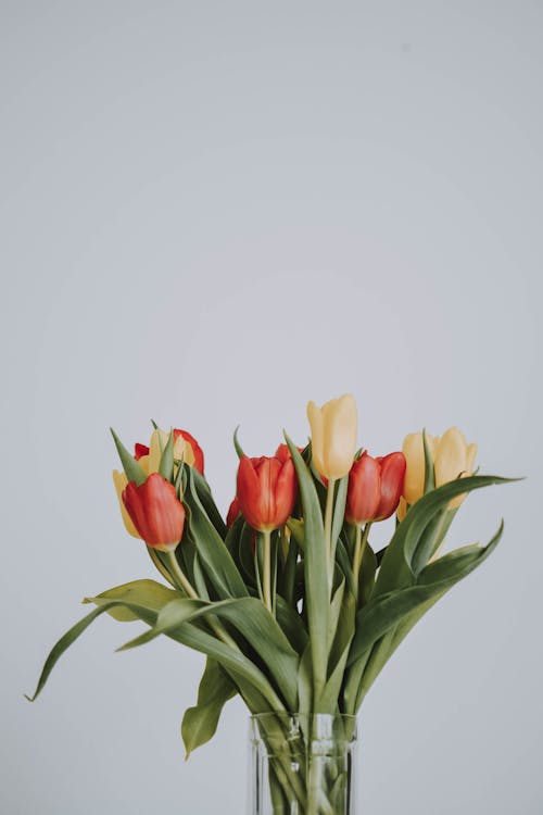 Red and Yellow Tulips on Glass Vase