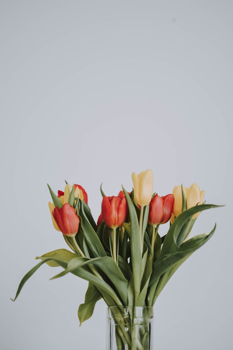 Red And Yellow Tulips On Glass Vase