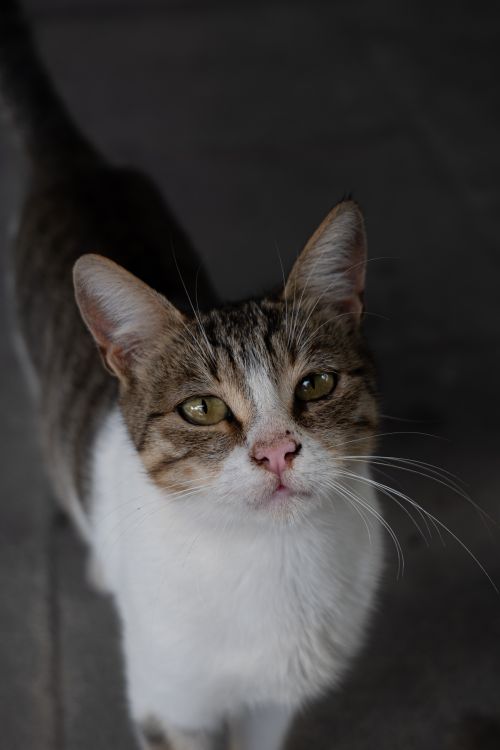Free Detailed portrait of a tabby cat with a curious expression taken indoors. Stock Photo