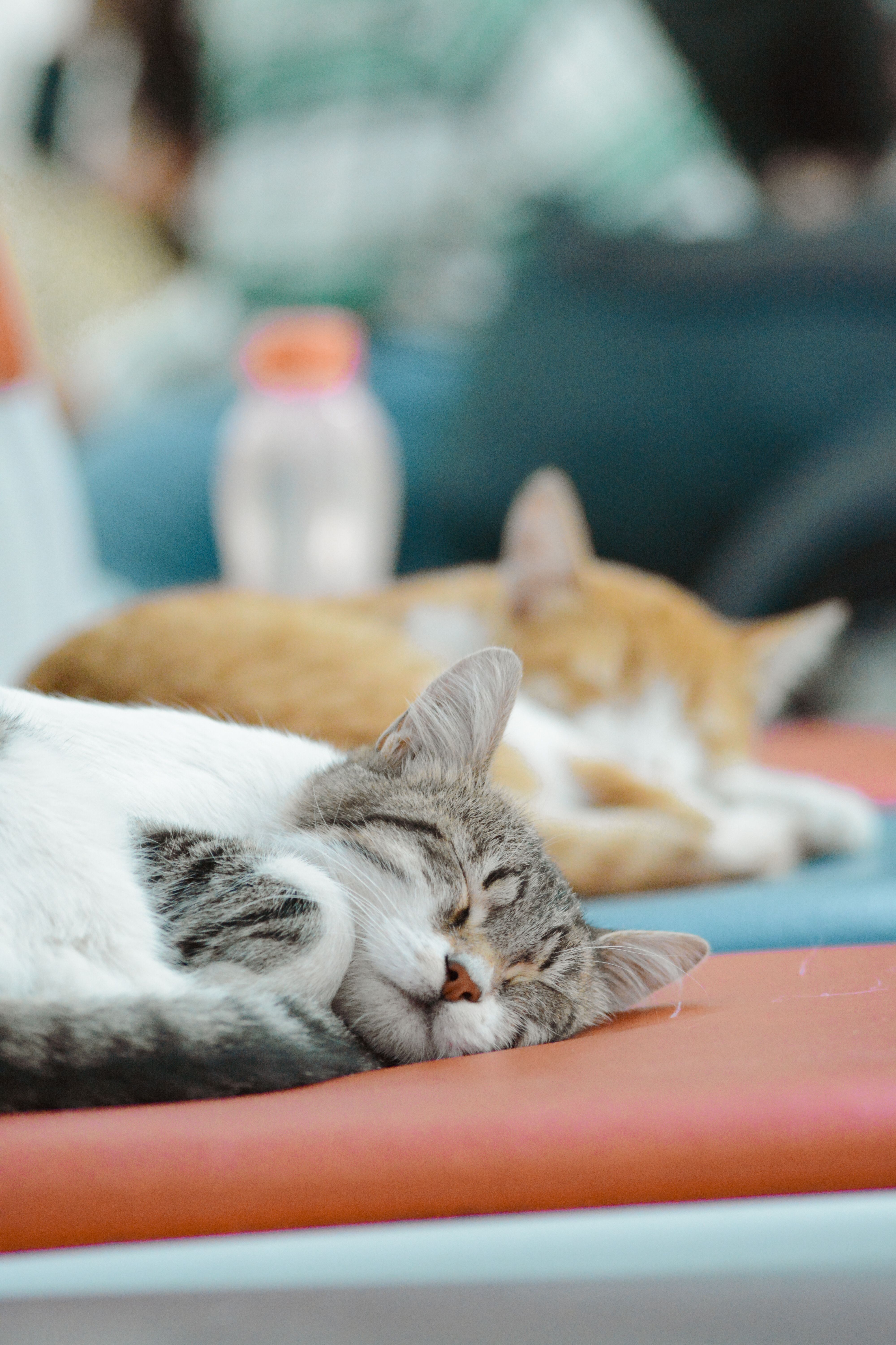 Two cute domestic cats sleeping peacefully on colorful cushions indoors.