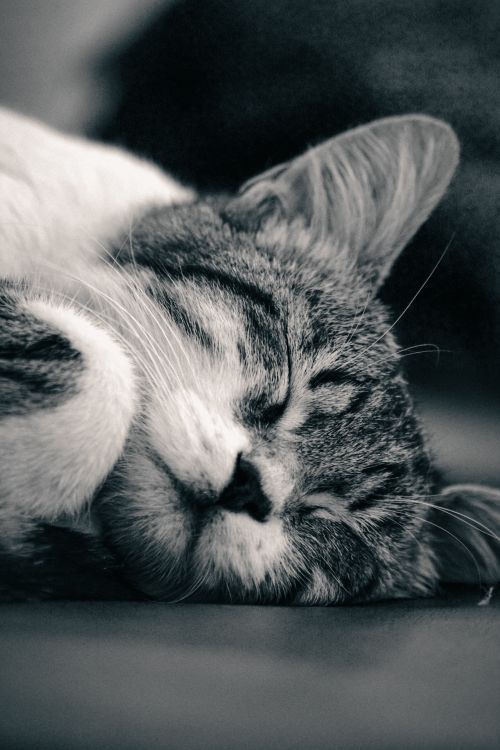 Free Peaceful black and white image of a cat sleeping in close-up detail. Stock Photo