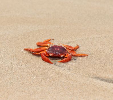Close-up of a vibrant red crab on a sandy beach, showcasing details of crustacean sea life.