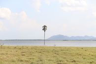 A single palm tree stands on a lakeshore with mountains in the background under a bright sky.