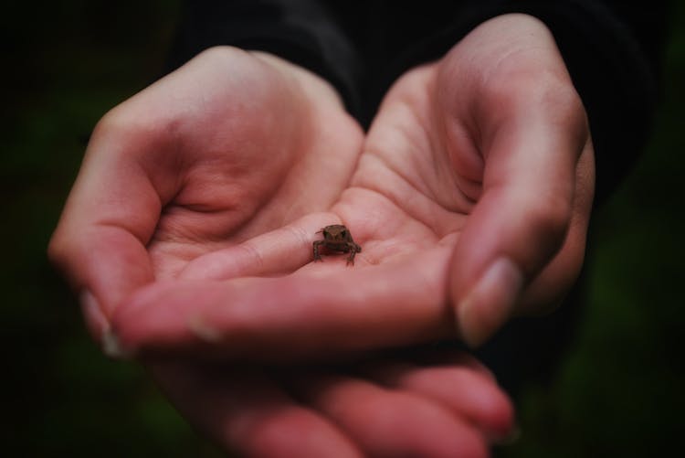 Close-up Of A Person Holding A Tiny Frog In Hands 