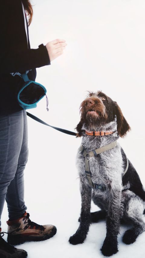 Mi perro huye de la correa: miedo, dolor o juego y cómo acostumbrarlo paso a paso (2026)