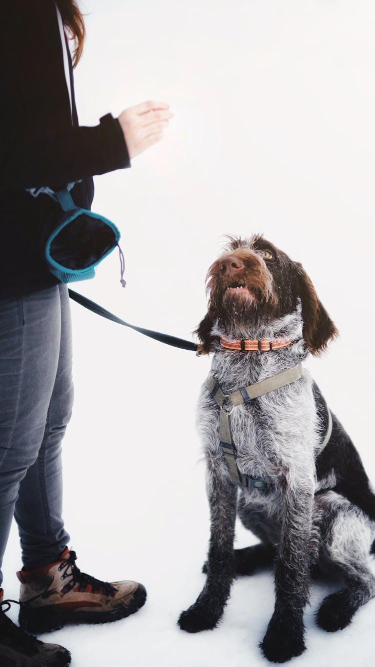 Woman Holding A Treat Above Her Dog 