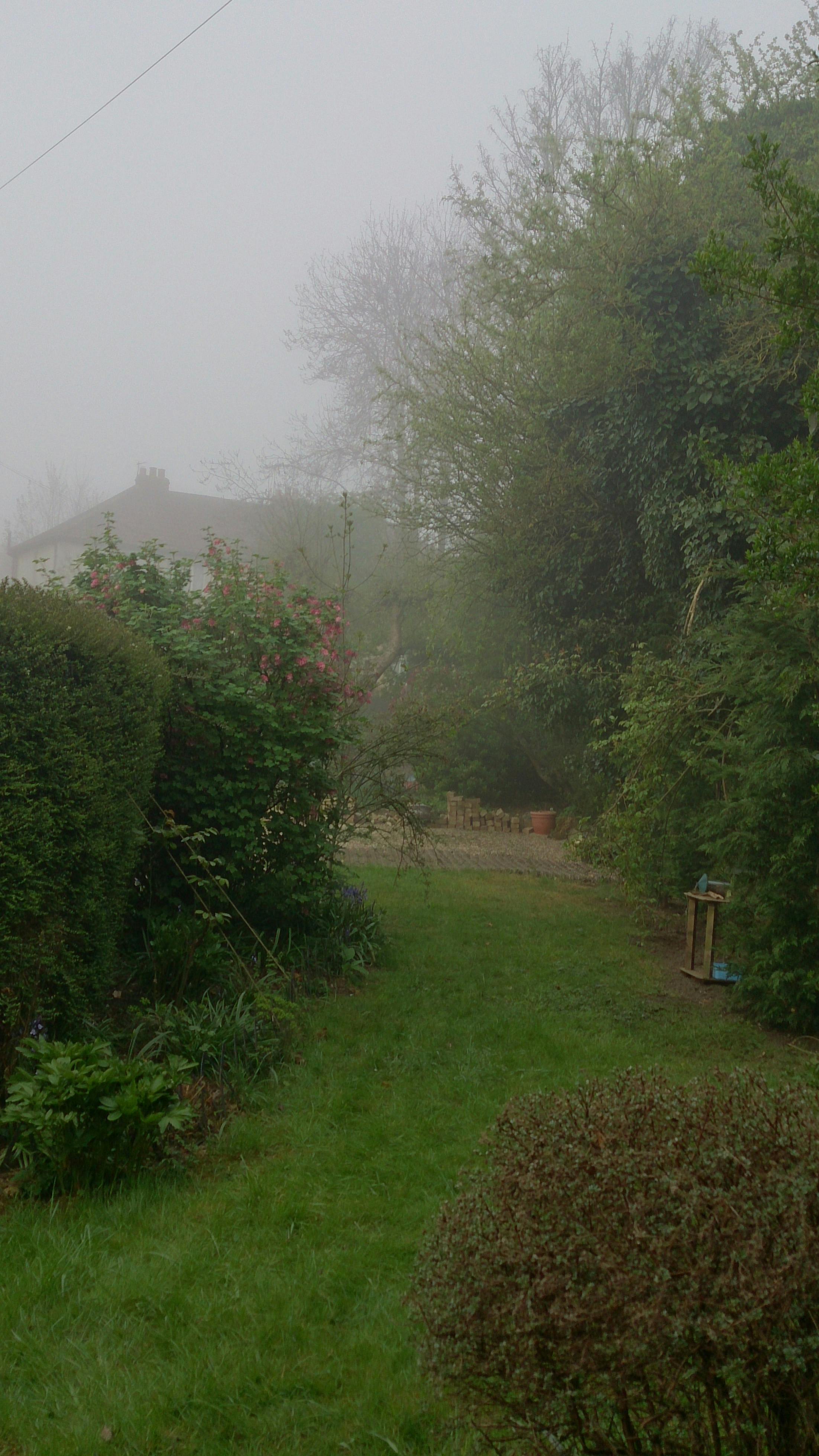 Free stock photo of fog, garden, mist