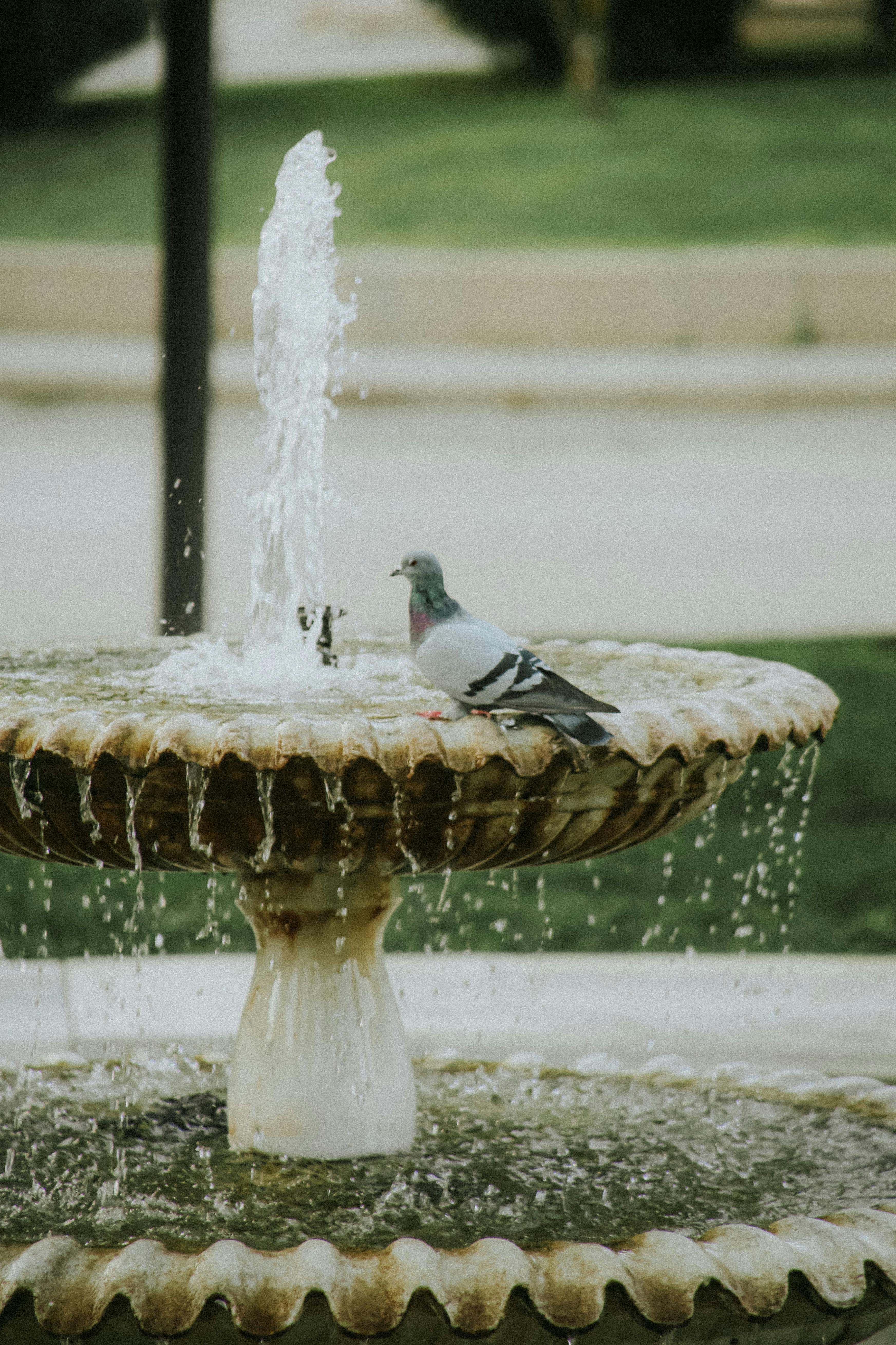 A Pigeon Sitting in a Fountain · Free Stock Photo