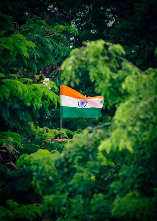 Tricolor Elegance: Indian Flag Fluttering Through the Trees