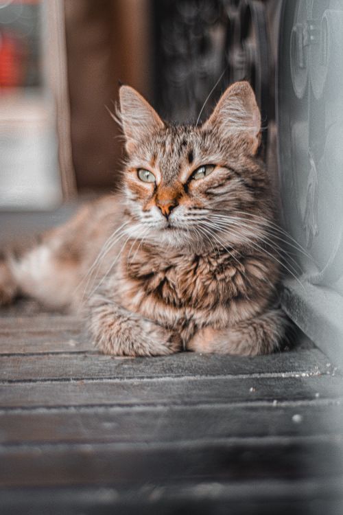 Free A serene tabby cat resting on a wooden surface with soft lighting, perfect for pet lovers. Stock Photo