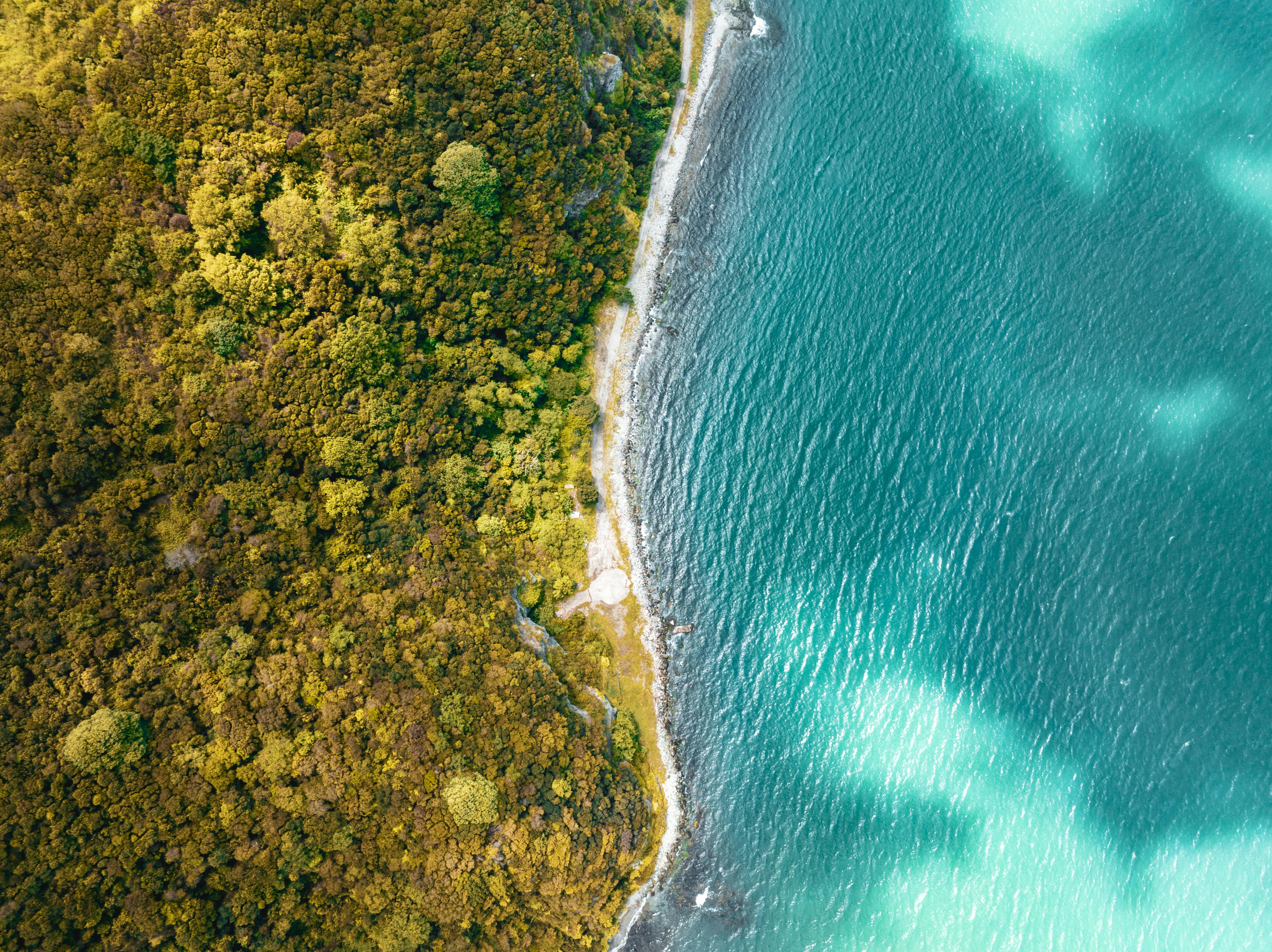 Trees by the Shore · Free Stock Photo
