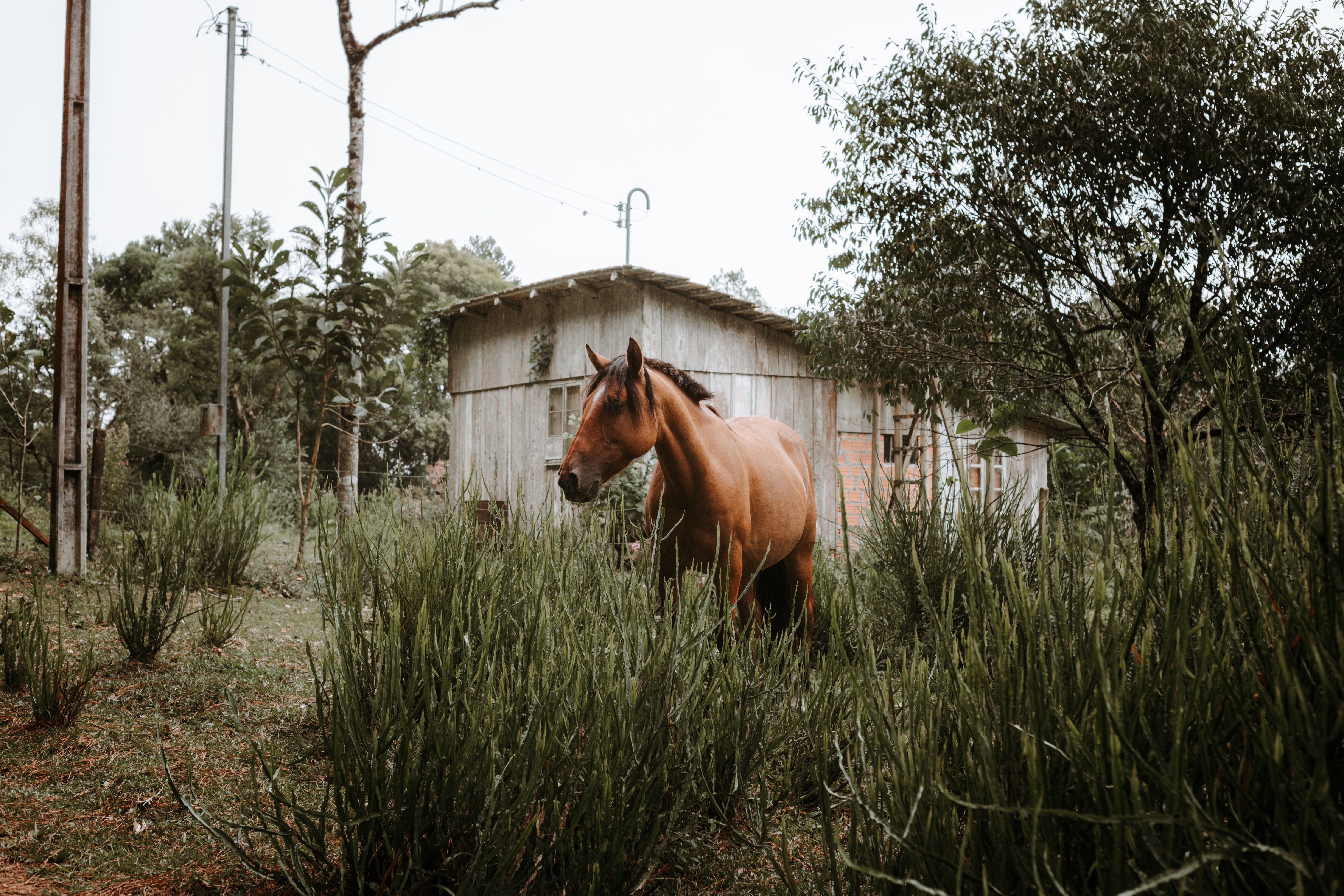 A lone brown horse stands amidst greenery in front of a rustic barn, exuding a serene rural vibe.