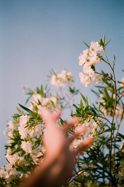 Gratis lagerfoto af blomster, gren, hænder menneskelige hænder