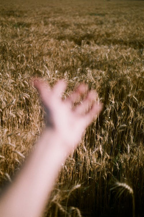 Gratis lagerfoto af bane, græsser, hænder menneskelige hænder