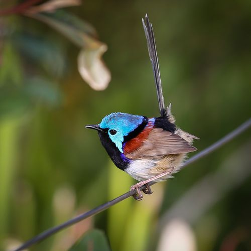 Free stock photo of australia, bird, wren Stock Photo