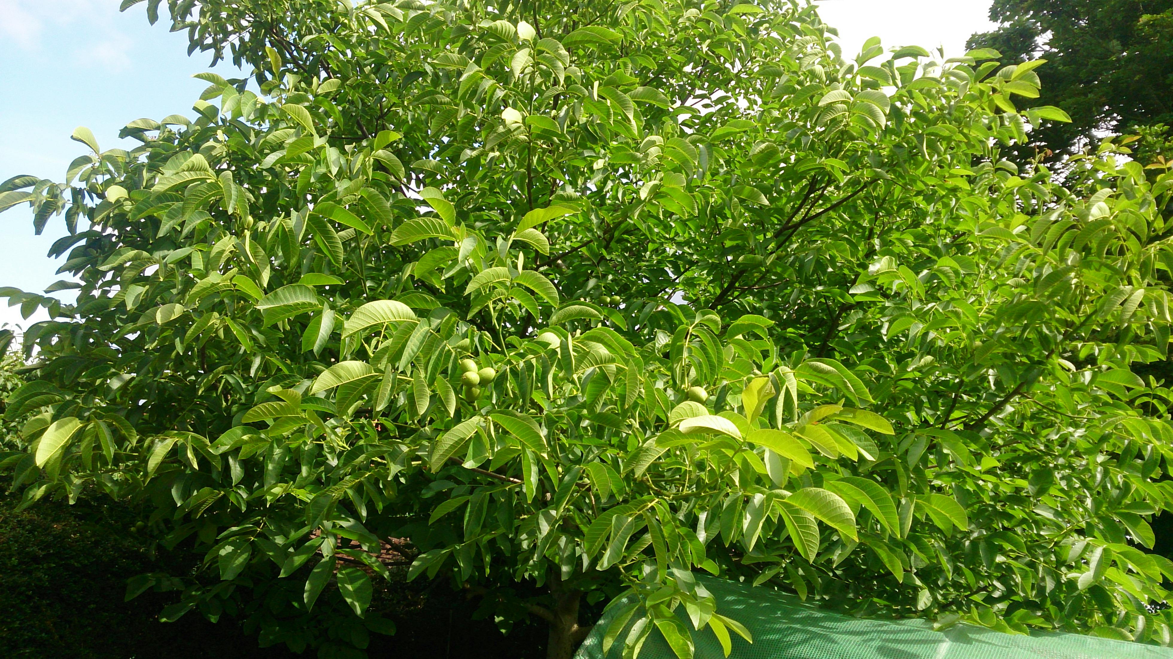 Free stock photo of garden, tree, walnut
