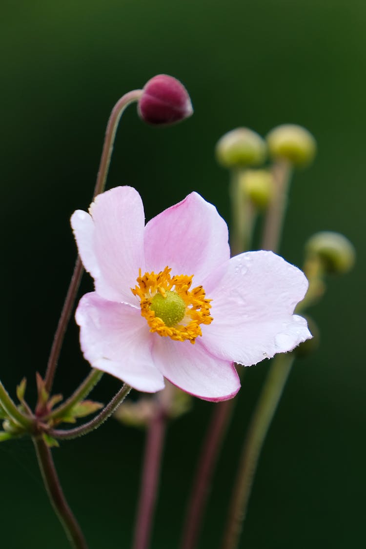 Purple Flower In Nature