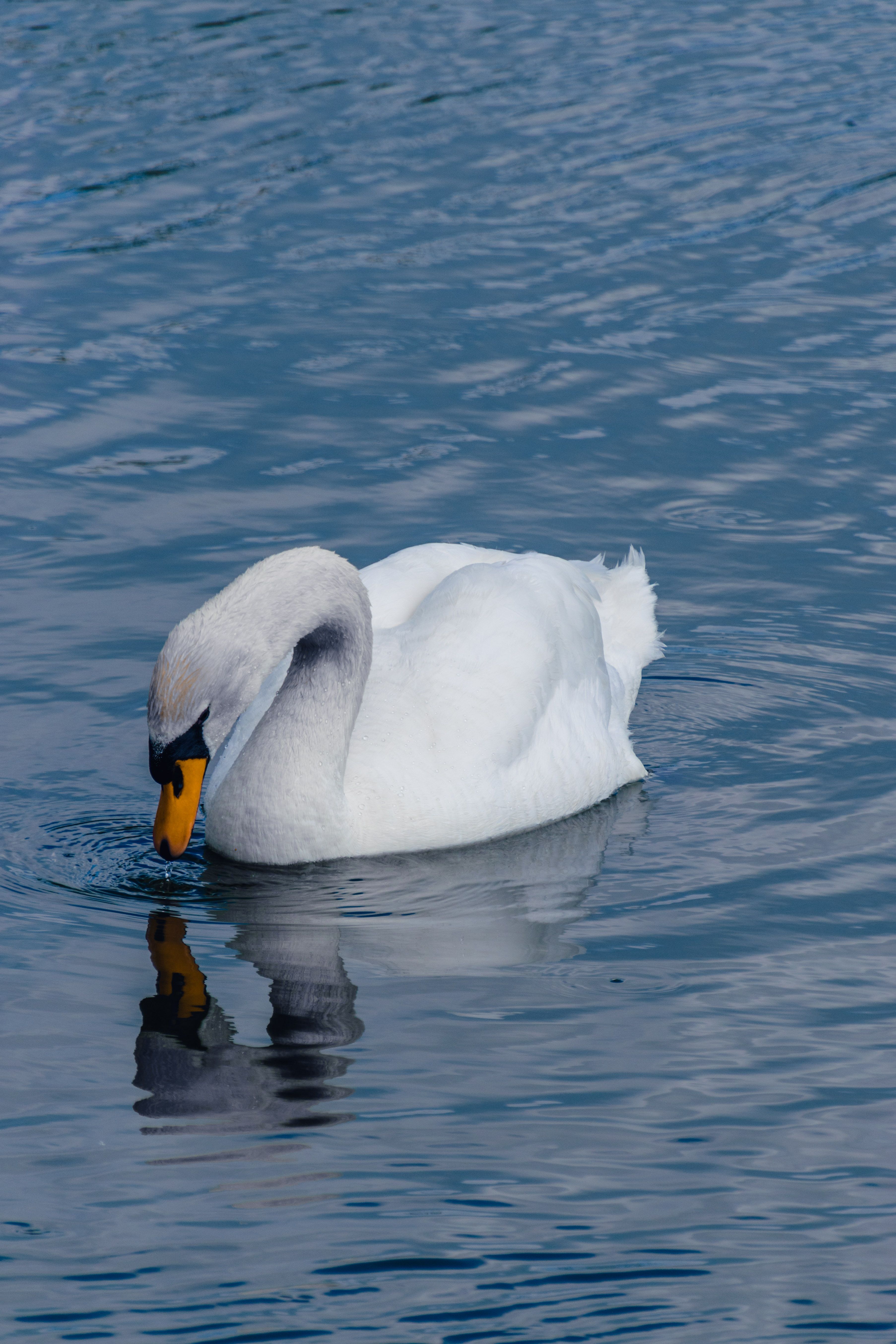 Close-up of a Swan Swimming on the Lake · Free Stock Photo