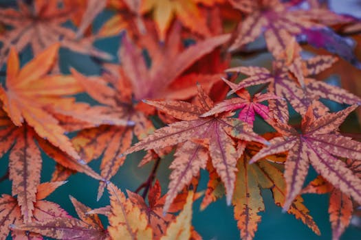 Colorful autumn leaves in vibrant shades of red and orange. Perfect wallpaper.