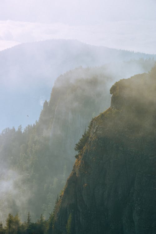 Foto d'estoc gratuïta de arbres, boira, bosc