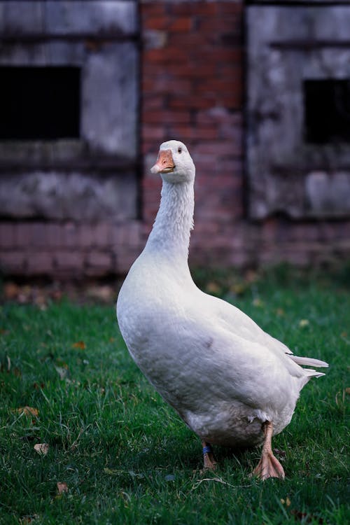 Kostenloses Stock Foto zu boden, gans, gras