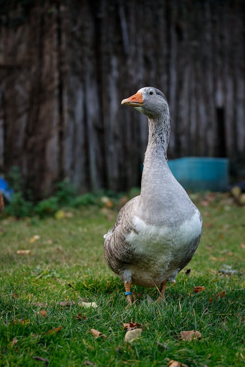 Gray Goose in the Yard