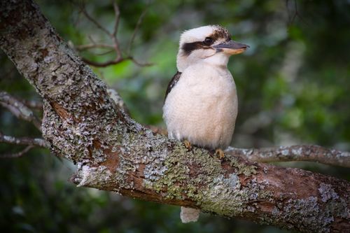 Free stock photo of australia, kookaburra Stock Photo