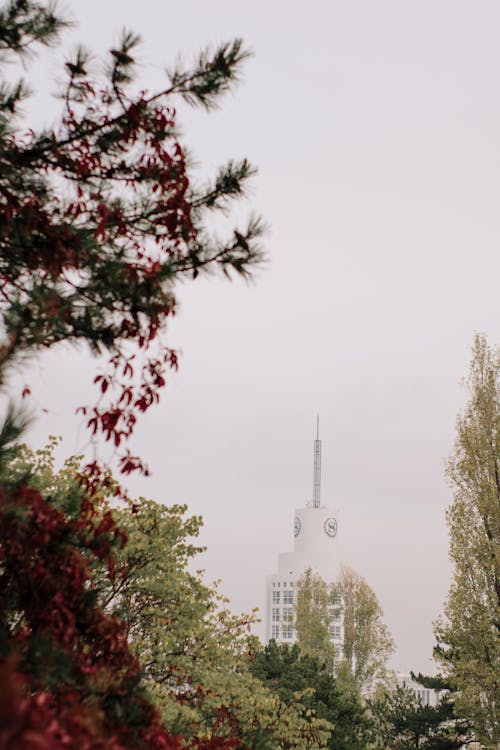 Imagine de stoc gratuită din ankara, arbori, călătorie