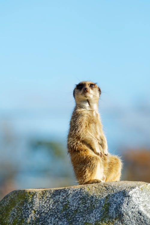 Δωρεάν στοκ φωτογραφιών με meerkat, rock, γκρο πλαν