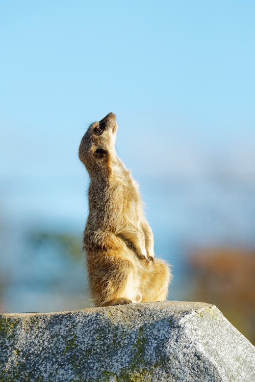 Δωρεάν στοκ φωτογραφιών με meerkat, rock, γκρο πλαν