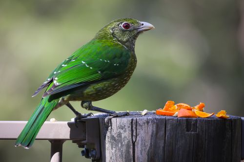 Free A beautiful green bird perched on a log, enjoying bright orange fruit outdoors. Stock Photo
