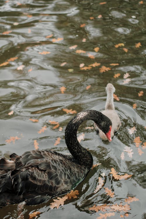 Fotobanka s bezplatnými fotkami na tému čierna labuť, divočina, jazero