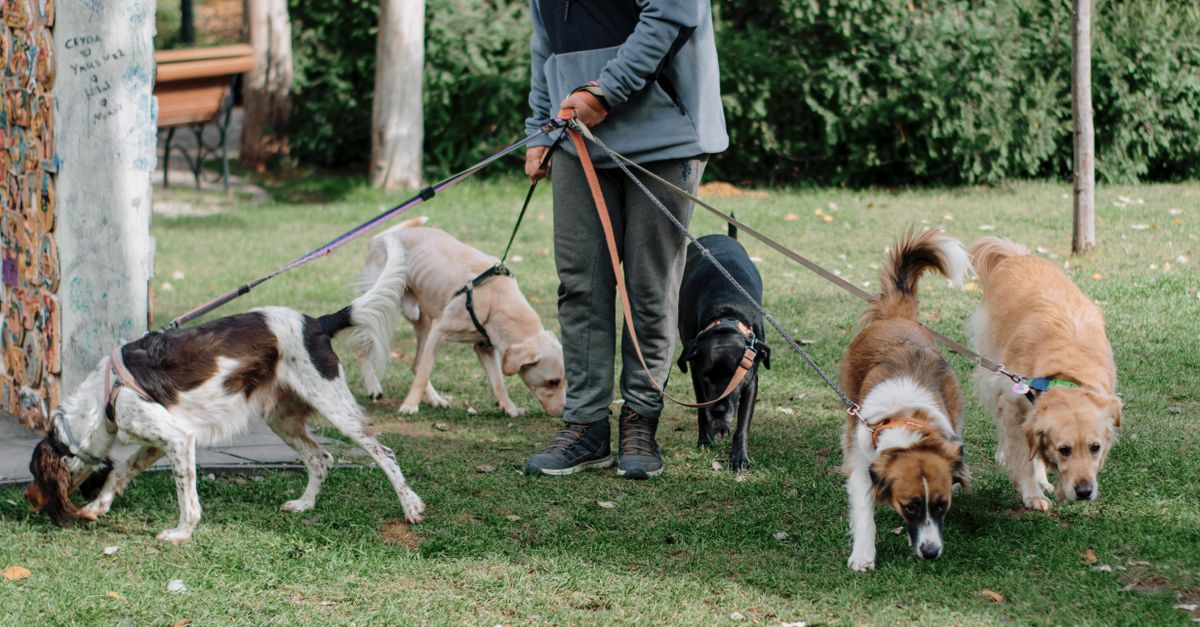 A man walking a group of diverse dogs on leashes in a grassy park area.