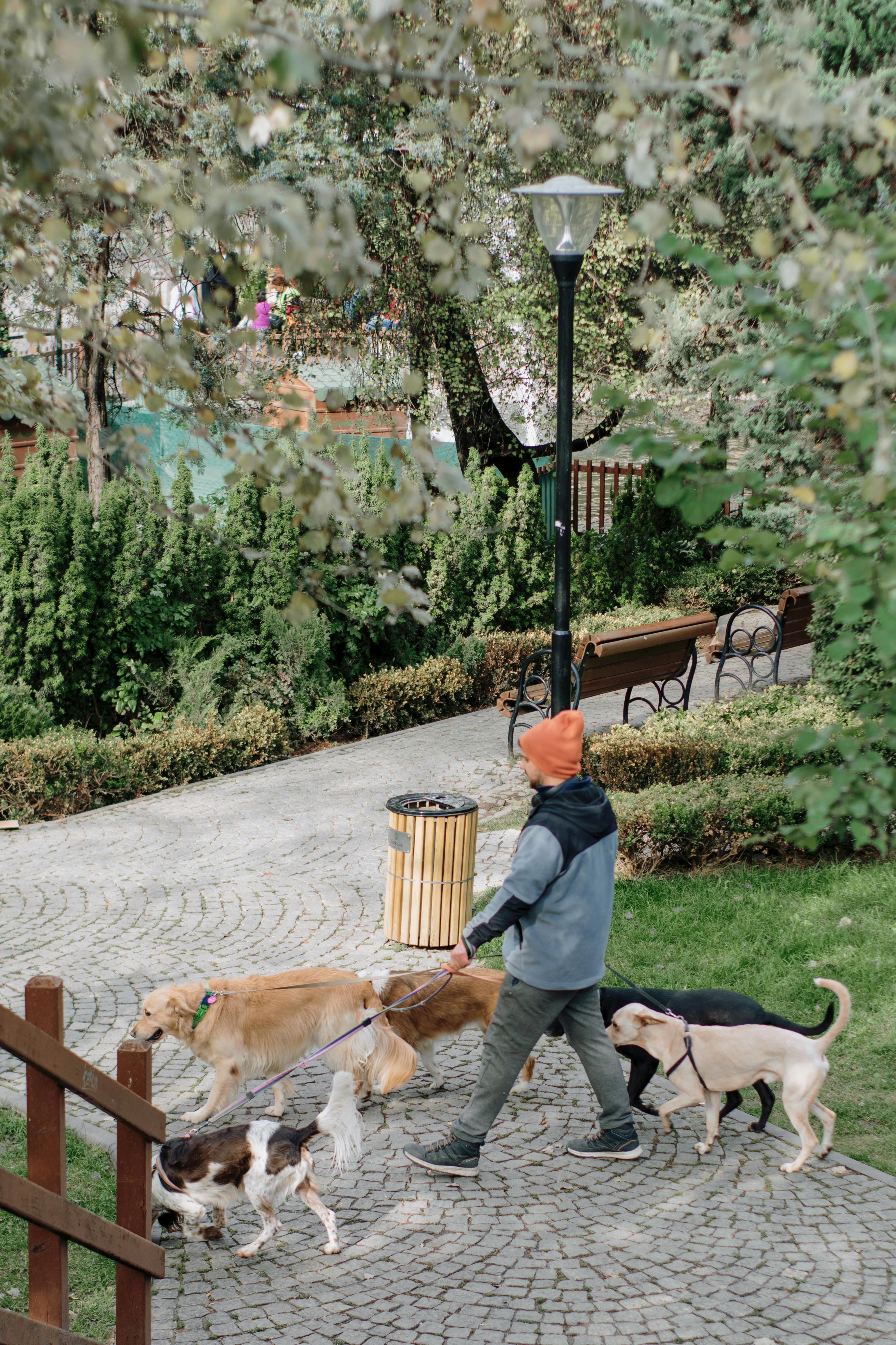 Man walking group of dogs in park
