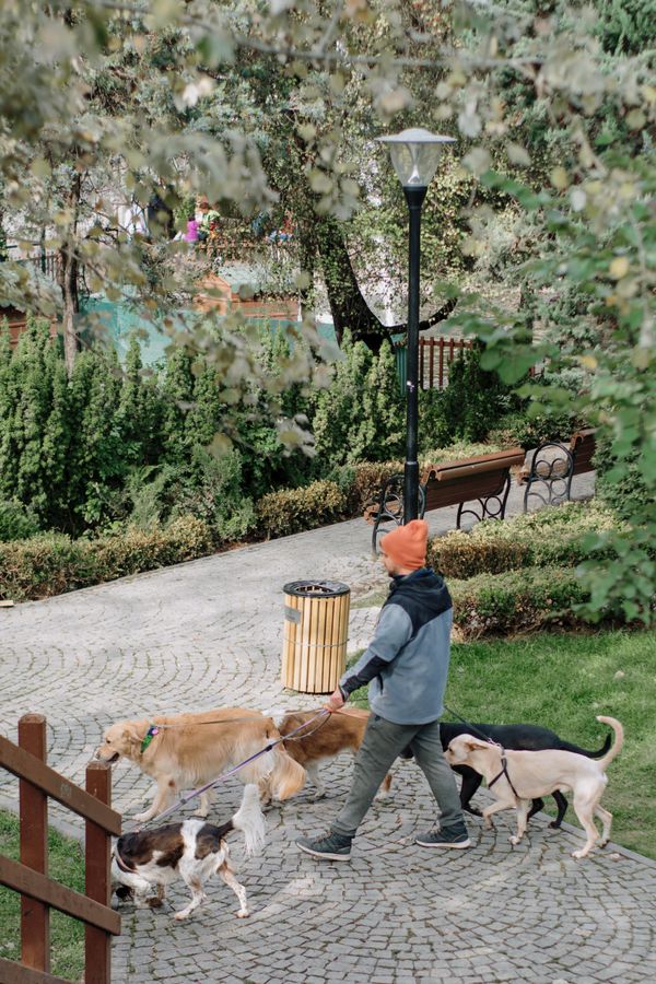 Ağaçlı parkurda köpek gezdirme
