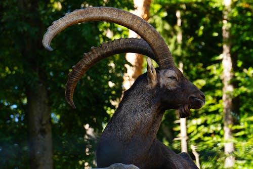 Fotobanka s bezplatnými fotkami na tému alpský ibex, capra ibex, divý