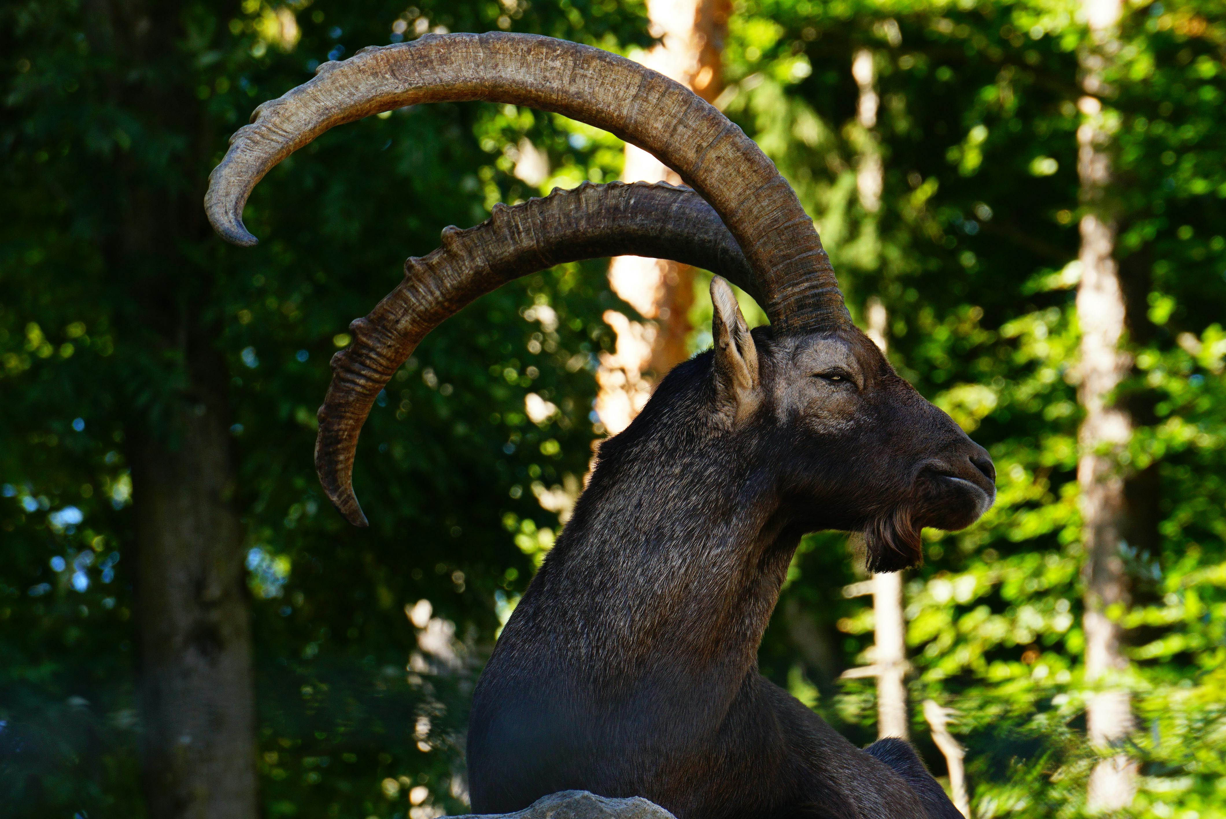 Gratuit Photos gratuites de @extérieur, alpes européennes, animal Photos