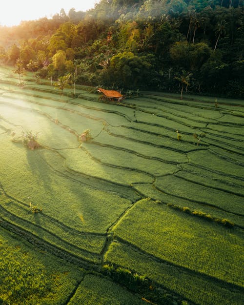 Green, Rural Field