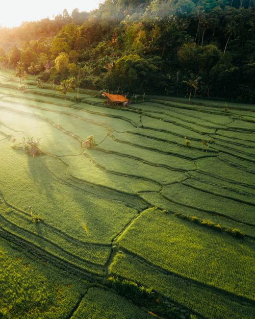 Free A stunning aerial view of lush green rice terraces in Bali, Indonesia, basking in sunlight. Stock Photo