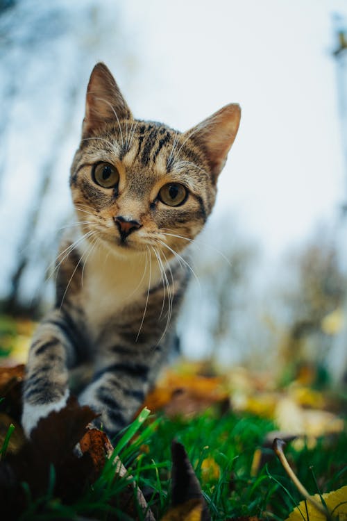 Kitten Walking through Grass