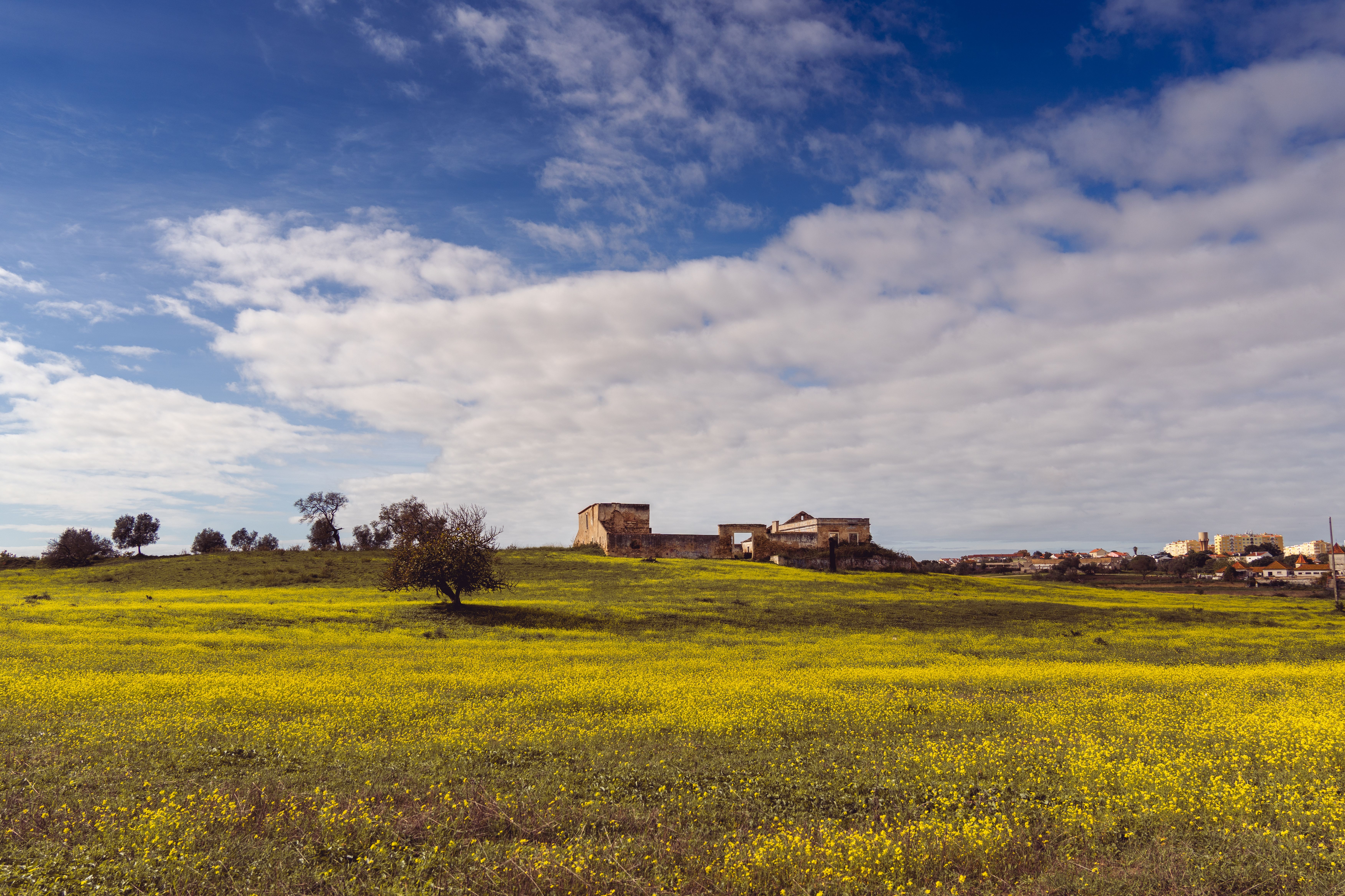 Weekend Guide: Sardines, Paper Flowers, and Campo Maior's Festivities