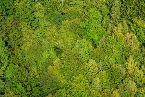 Foto profissional grátis de aerofotografia, árvores, copa das árvores
