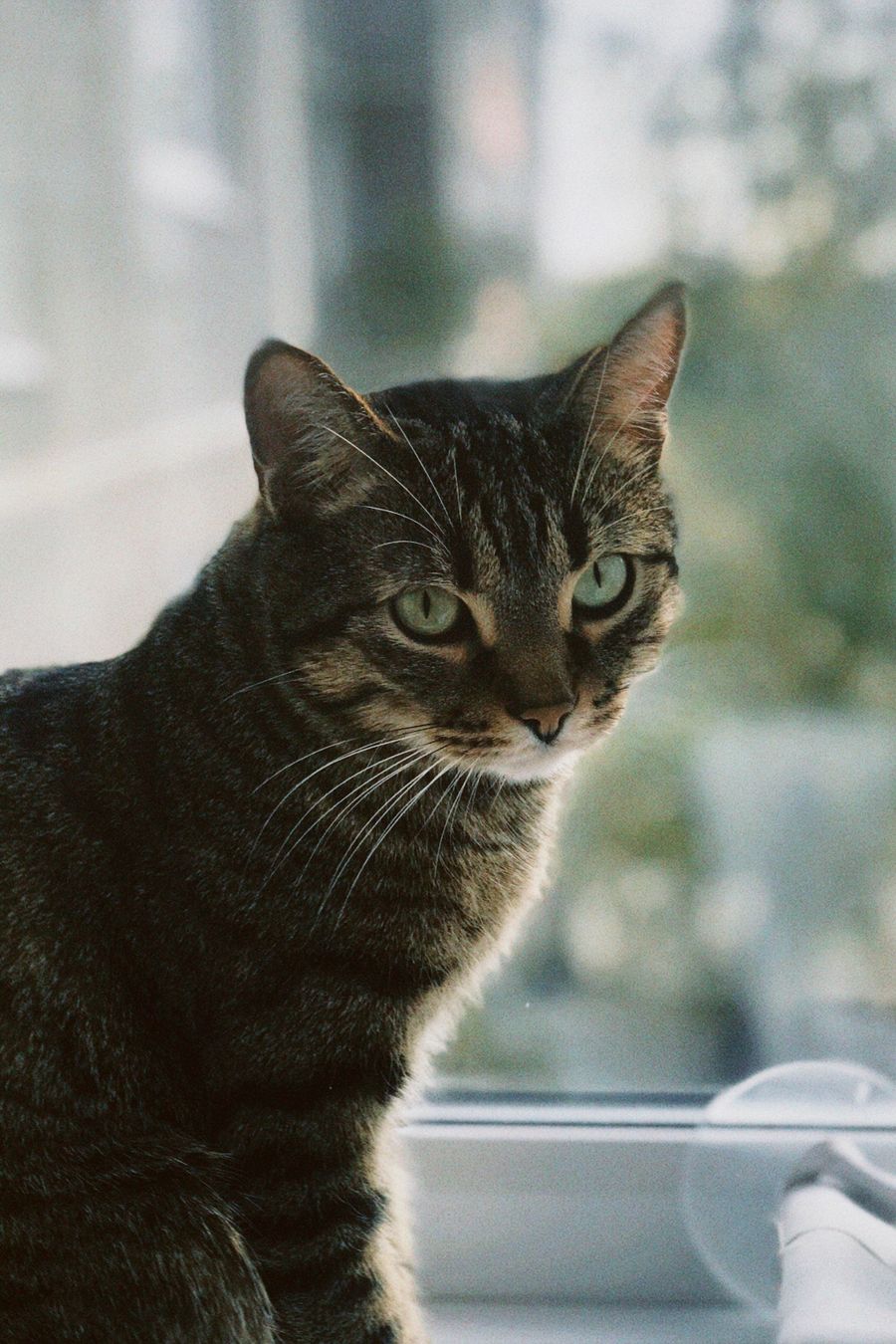 Tabby cat sitting calmly by a sunlit window
