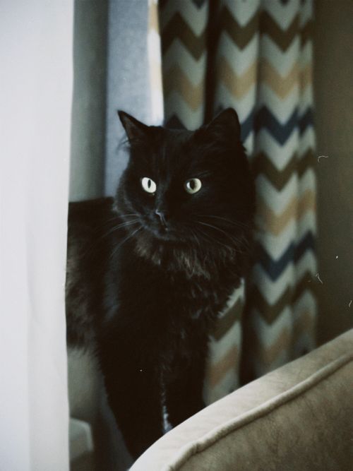 Free A fluffy black cat gazes intently from a window ledge, with a zigzag-patterned curtain in the background. Stock Photo
