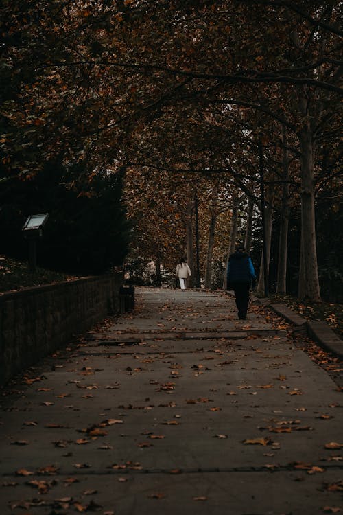 Immagine gratuita di alberi, autunno, cadere