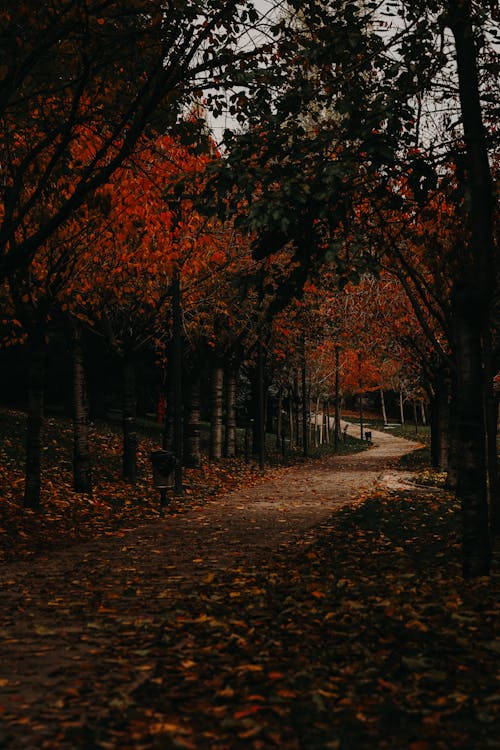 Ilmainen kuvapankkikuva tunnisteilla kuja, metsä, puisto