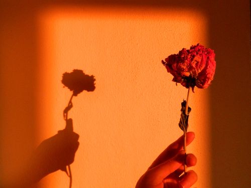 Free Silhouette of a hand holding a flower on an orange background with shadow play. Stock Photo