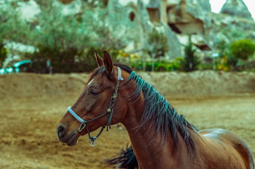 Kostenloses Stock Foto zu außerorts, pferd, sommer